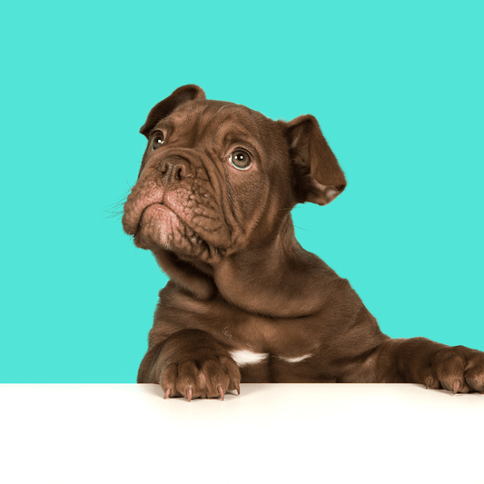 Puppy Bulldog with paws up on a table looking for cute