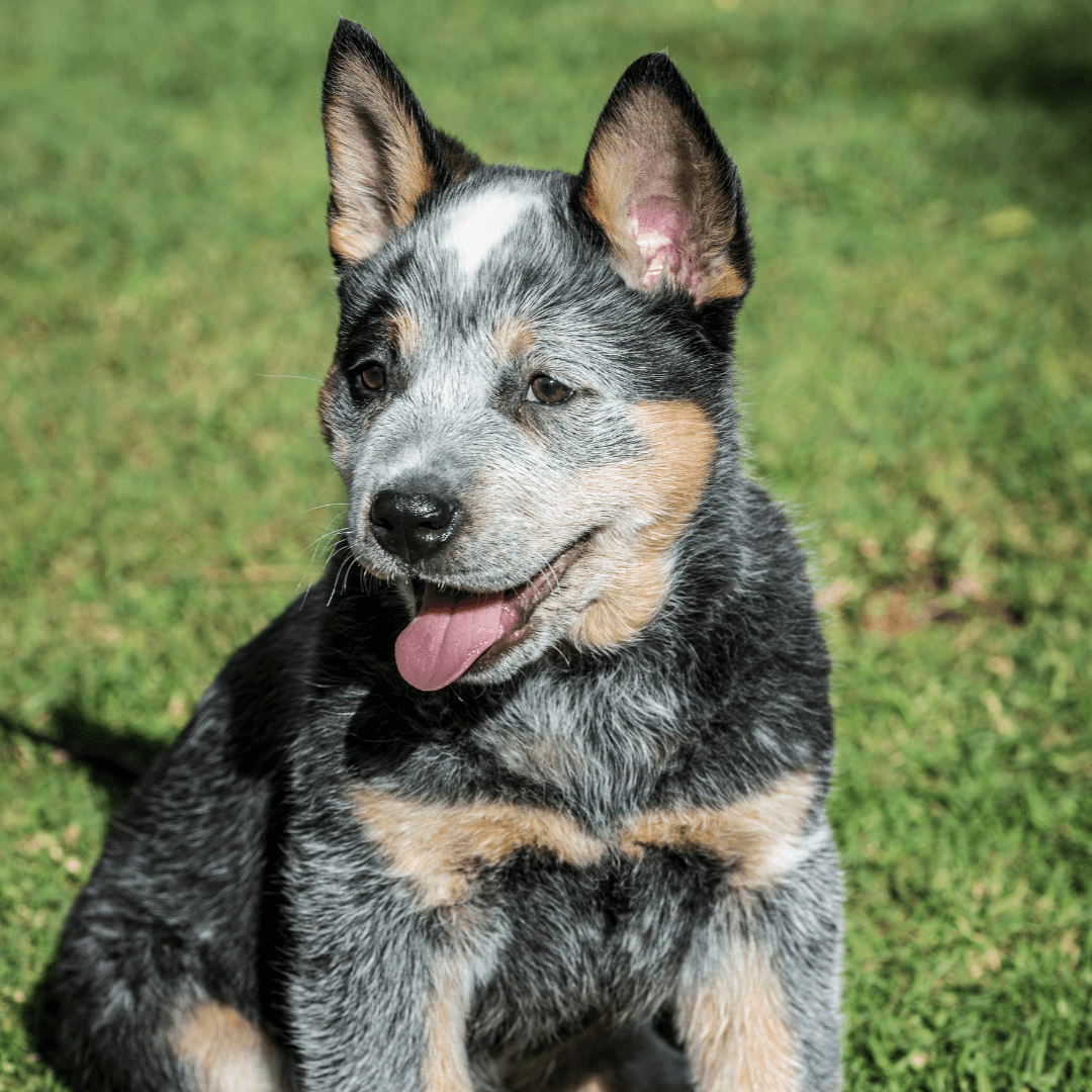 Happy Australian Cattle Dog puppy sitting outdoors, enjoying the sunshine and looking content.