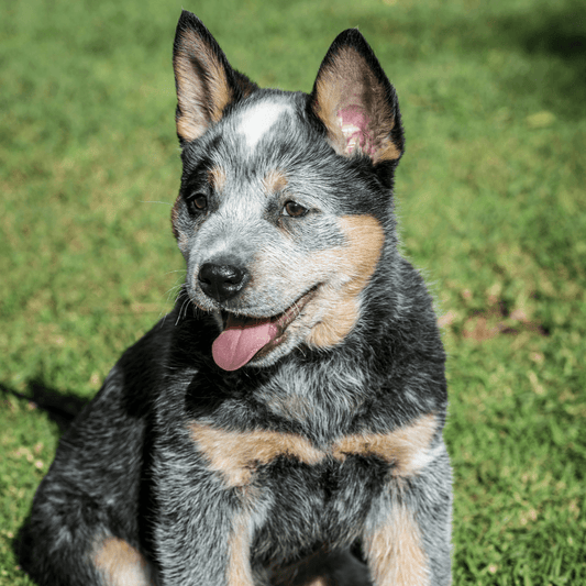 Happy Australian Cattle Dog puppy sitting outdoors, enjoying the sunshine and looking content.