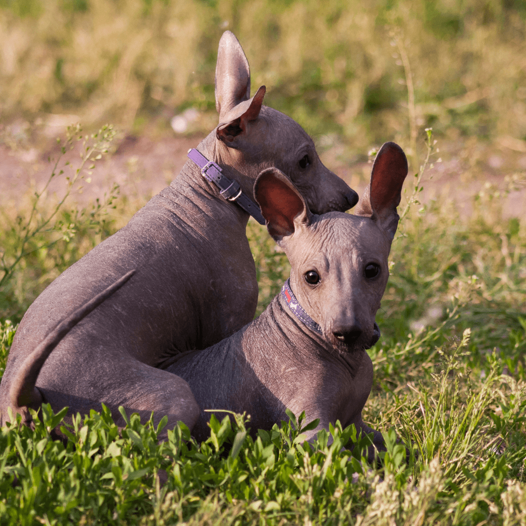 Two adorable Xoloitzcuintli puppies sitting on green grass outdoors, enjoying a sunny day.