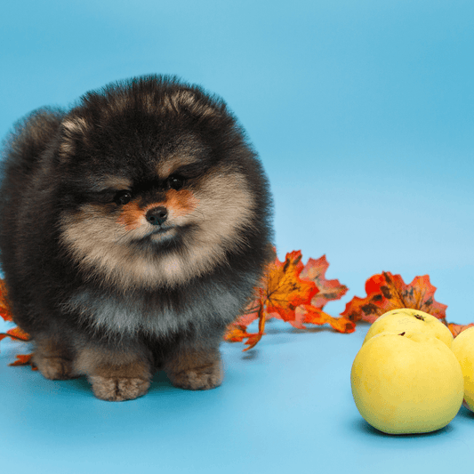 Pomeranian dog with a green apple, surrounded by fall leaves in an autumn outdoor setting