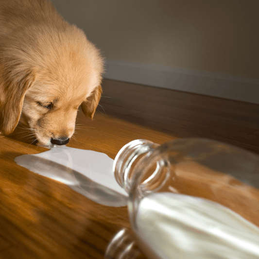 Puppy Golden Retriever licking up spilt milk on a table