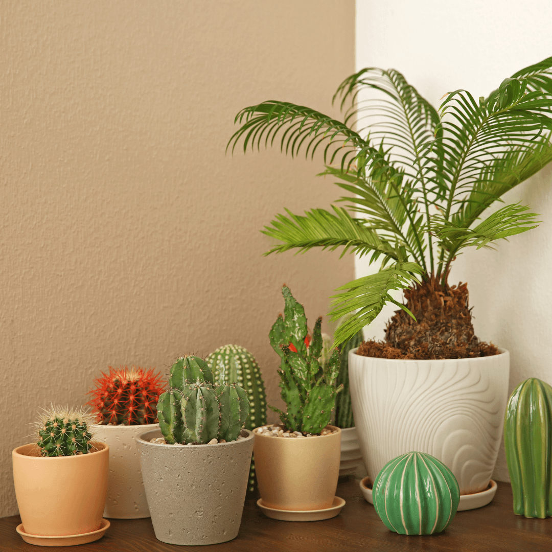 Group of common plants that are poisonous to dogs, including lilies, sago palm, and aloe vera