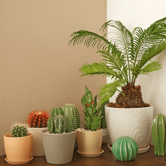 Group of common plants that are poisonous to dogs, including lilies, sago palm, and aloe vera