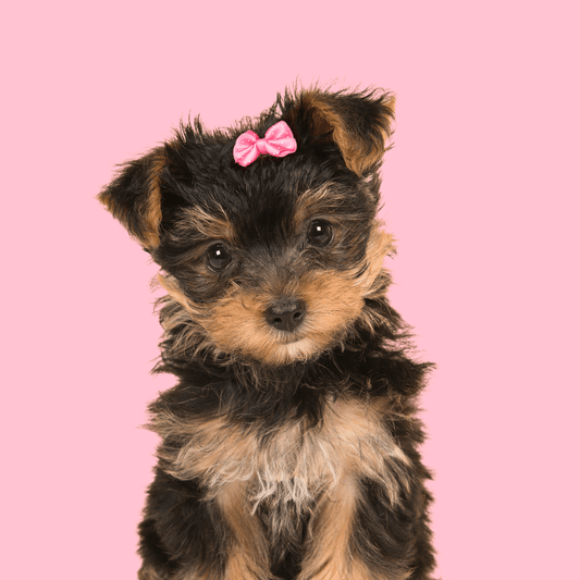 Cute Yorkie puppy sitting with a pink bow on its head, looking playful and adorable.