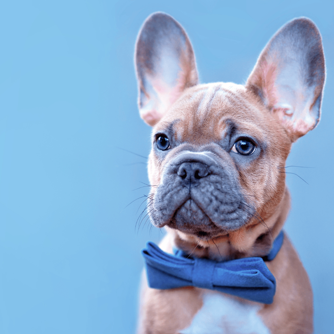 Handsome fawn Bulldog puppy wearing a blue bowtie, looking dapper and charming.