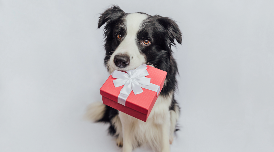 Border Collie with Pink Present with White bow in it's mouth