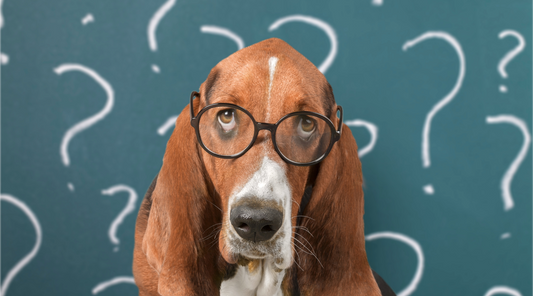 Basset Hound wearing black glasses looking up at a bunch of question marks