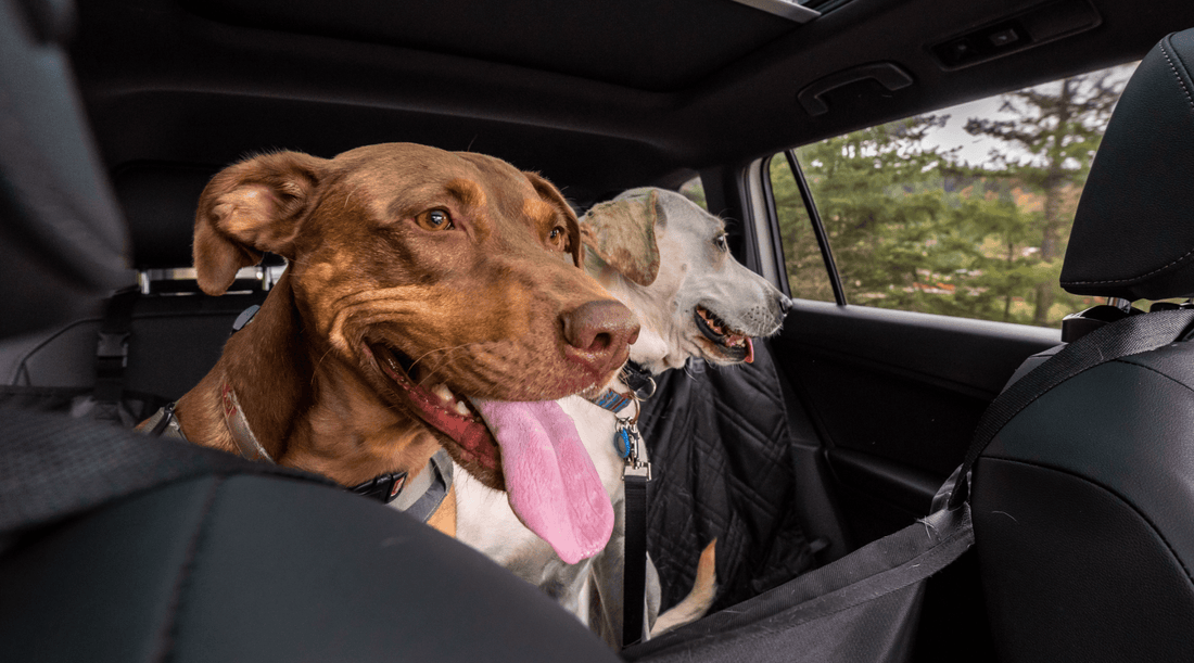 Two Doberman dogs comfortably seated in the backseat of a car, utilizing a dog seat extender for added space and safety.