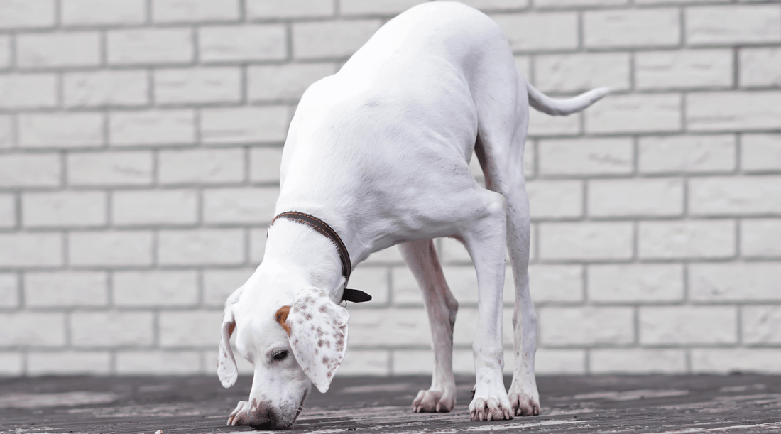 White mixed breed dog following a scent trail indoors