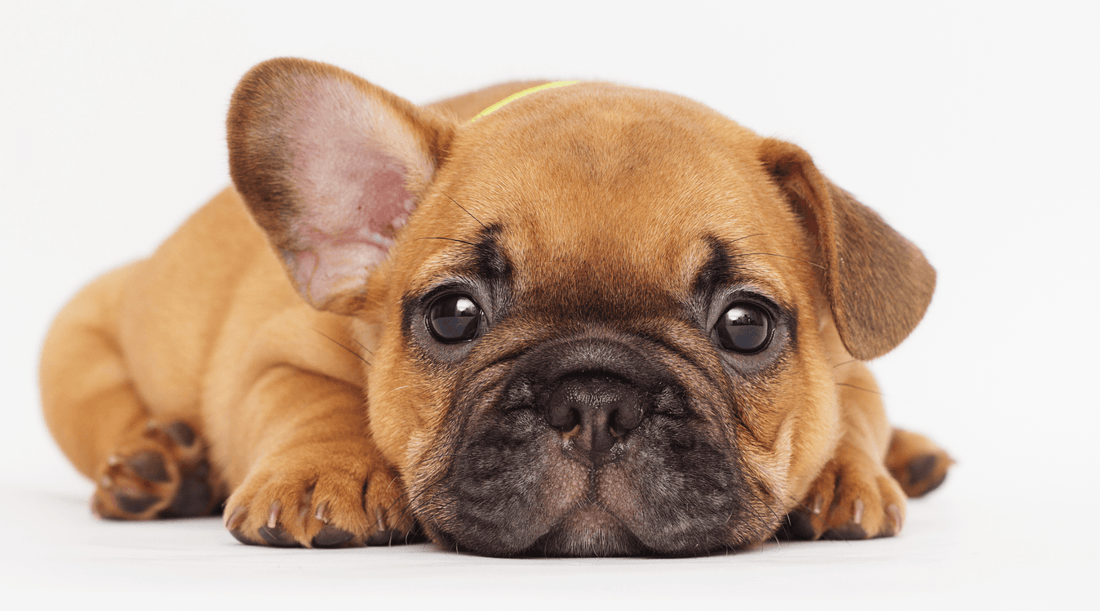Tiny fawn French Bulldog puppy with one ear up, laying down and looking sad.