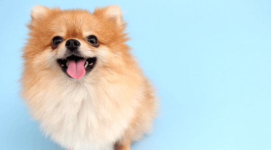 Smiling Pomeranian puppy sitting against a blue background, looking playful and happy.