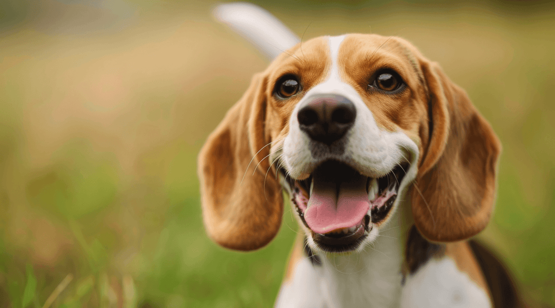 Beagle smiling and looking happy with their tongue out
