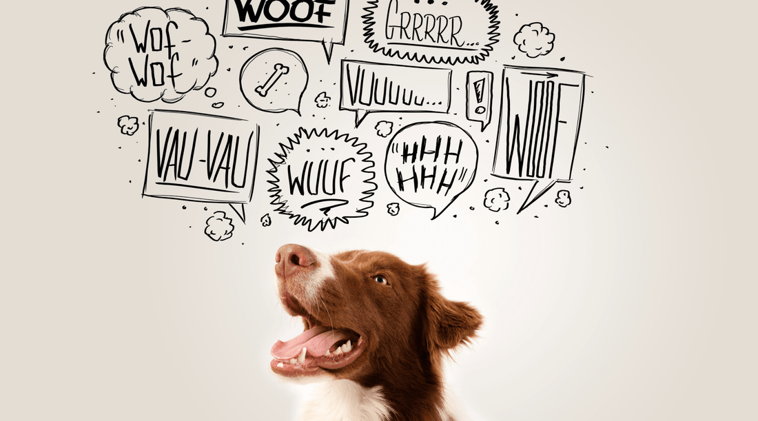 Australian Shepard Dog Breed looking up at word bubbles