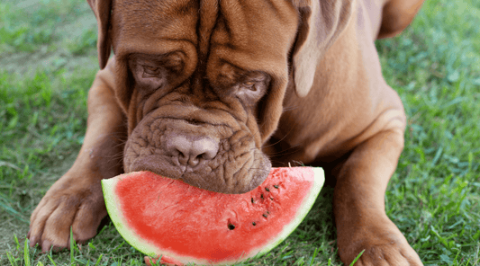 Dogue de Bordeaux enjoying a slice of watermelon, tongue out and looking happy