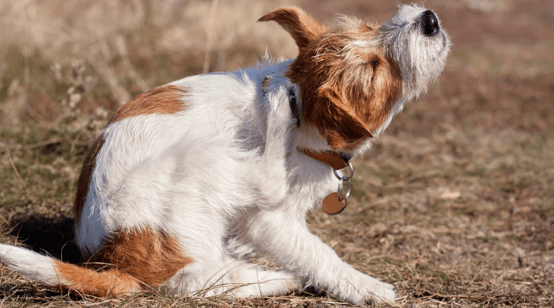 Jack Russell Terrier Dog Breed outside sitting and scratching their ear