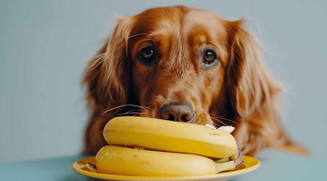 Irish Setter staring at a plate of bananas