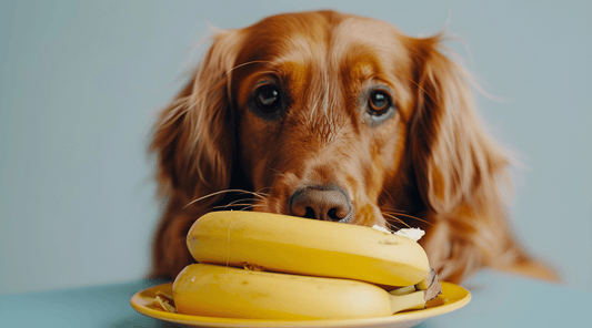 Irish Setter staring at a plate of bananas