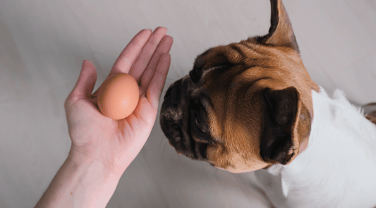 Can My Dog Eat Eggs? Health Benefits, Risks, and Serving Tips for Dogs - Hide&Scent