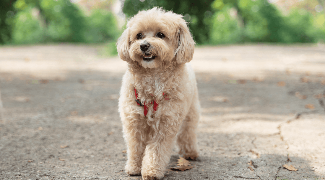 White Maltipoo standing outdoors, enjoying the fresh air.