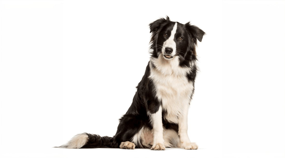 Adult Border Collie Dog Breed sitting looking curiously at a camera