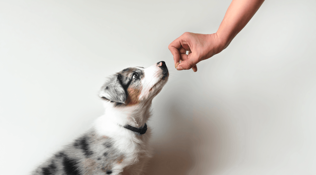 Puppy looks up at a hand holding a treat