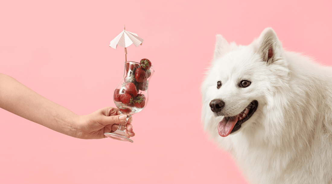 Samoyed dog in front of a pink background being offered strawberries in a fancy glass with a cocktail umbrella