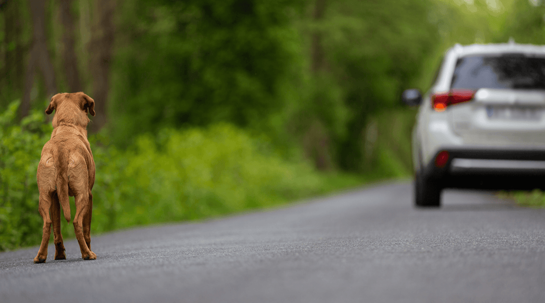 Mixed breed dog standing on the road looking at a passing car after running away, appearing lost and uncertain