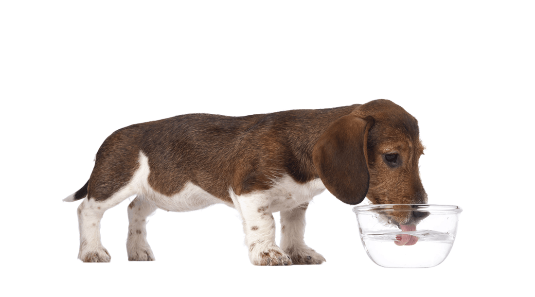 Puppy Dachshund drinking water out of a clear glass bowl