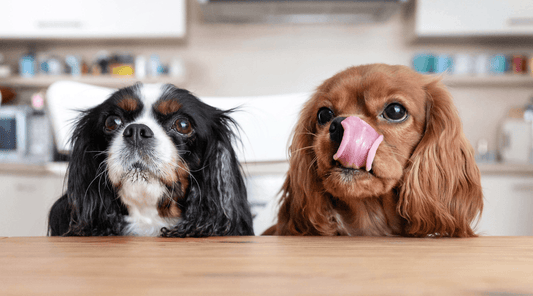 Two Cavalier King Charles Spaniels licking their lips and eagerly waiting for food
