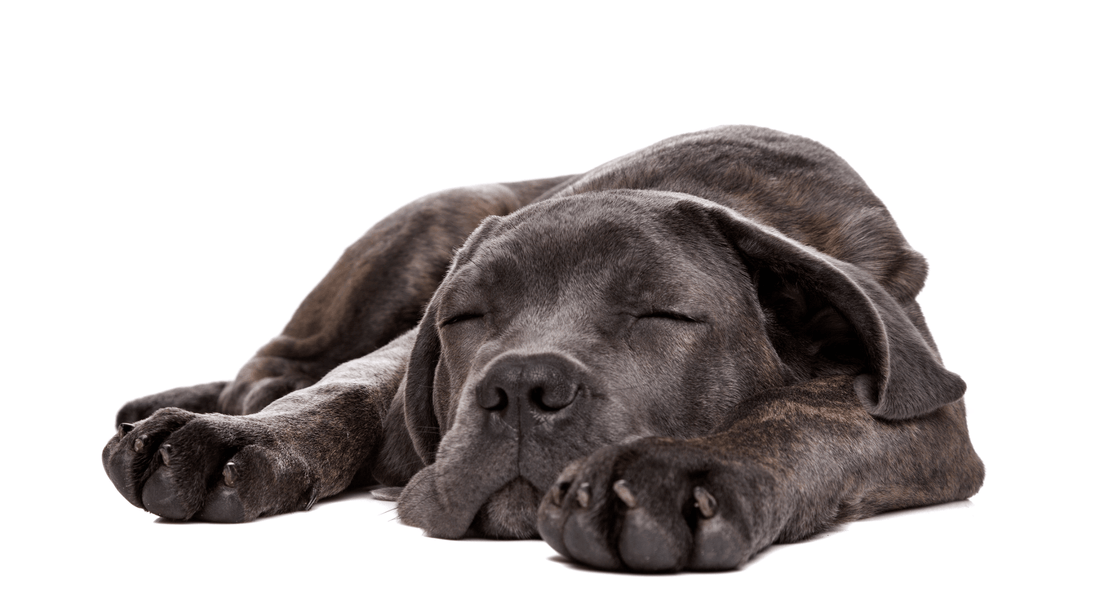Grey Cane Corso dog breed happily snoozing, relaxed and content