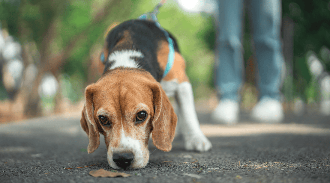 Beagle following a scent trail outside