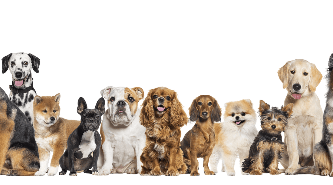 Top dog breeds sitting and looking curious, including popular breeds like Labrador and German Shepherd