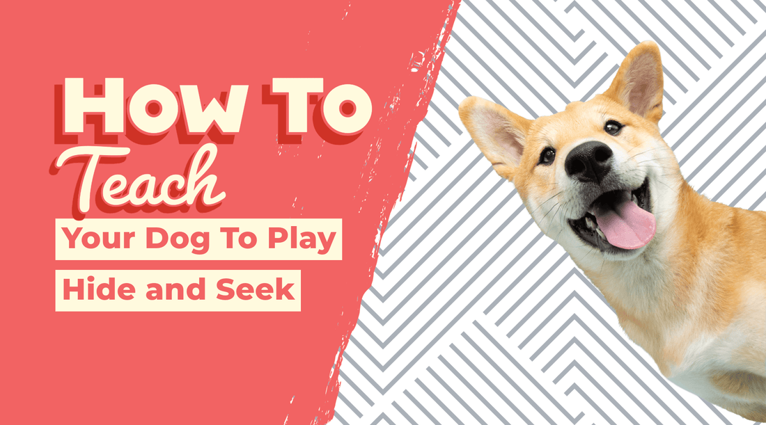 Shiba Inu peeking playfully from the side of an image titled "How to Teach Your Dog to Play Hide and Seek"