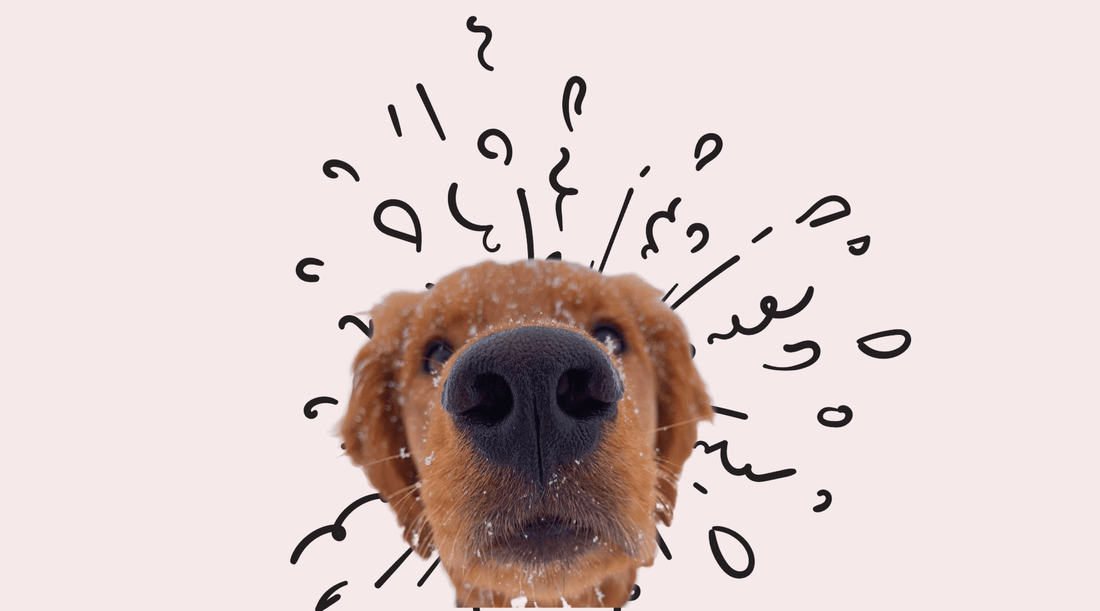 Funny Golden Retriever dog close-up with its nose booping, looking playful and curious