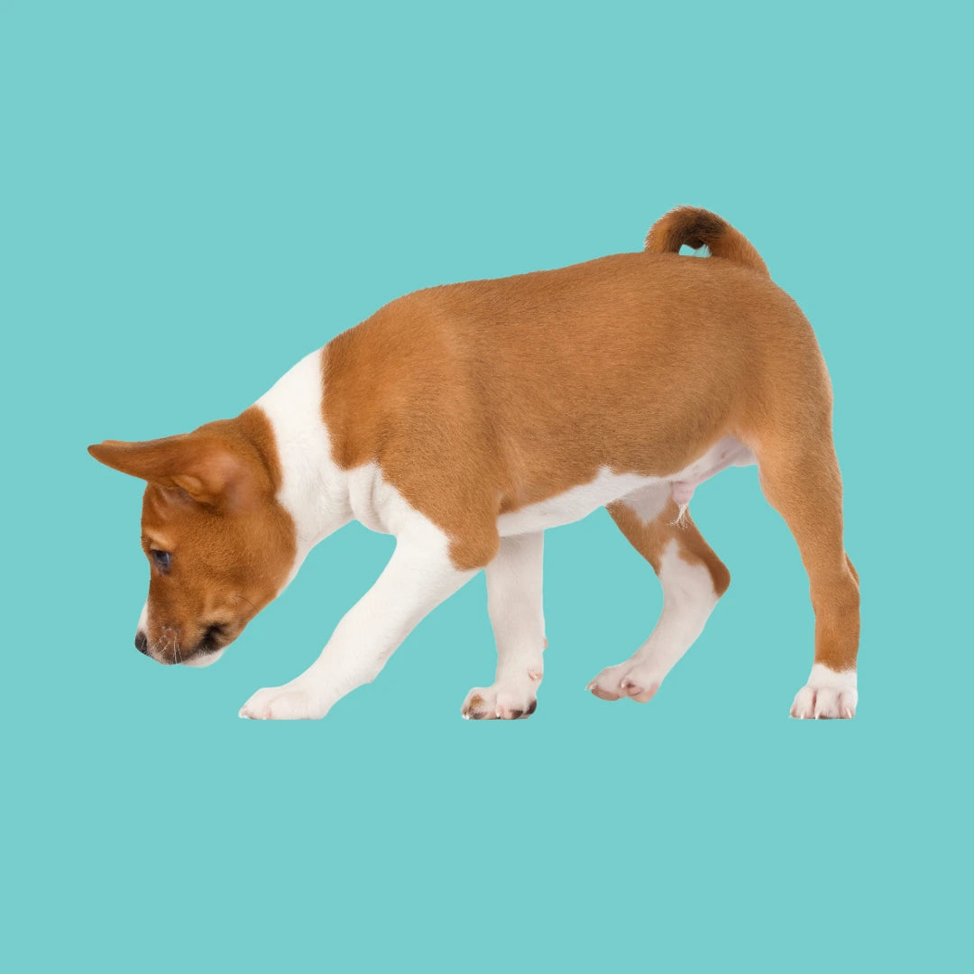 White and tan puppy curiously sniffing the ground
