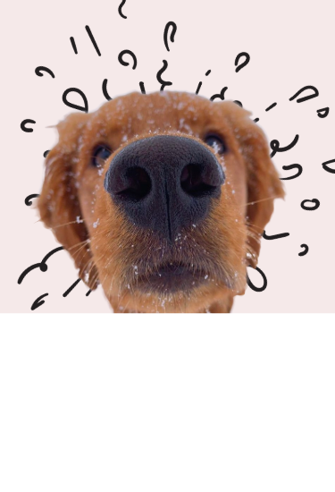 Close-up of a Golden Retriever’s nose with playful wiggle patterns in the background.