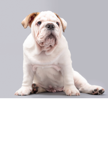 Cute white Bulldog puppy sitting, looking happy and playful.