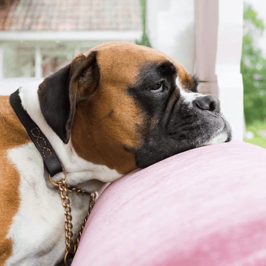 Bored Boxer dog resting its chin on the back of a pink couch, looking tired or unengaged