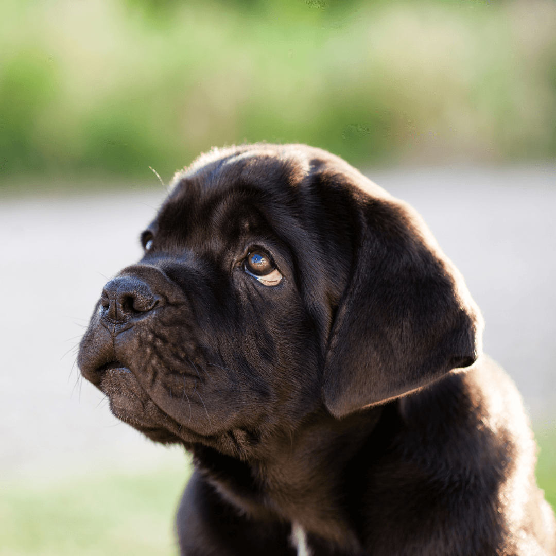 Brown Bulldog Puppy outside looking up at their family