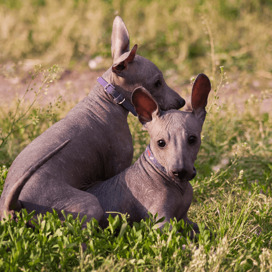 Two adorable Xoloitzcuintli puppies sitting on green grass outdoors, enjoying a sunny day.