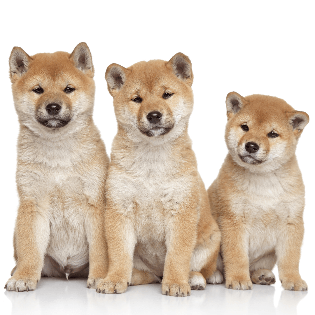 Three Shiba Inu Puppies sitting looking curiously at the camera