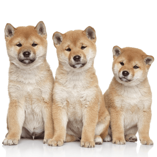 Three Shiba Inu Puppies sitting looking curiously at the camera