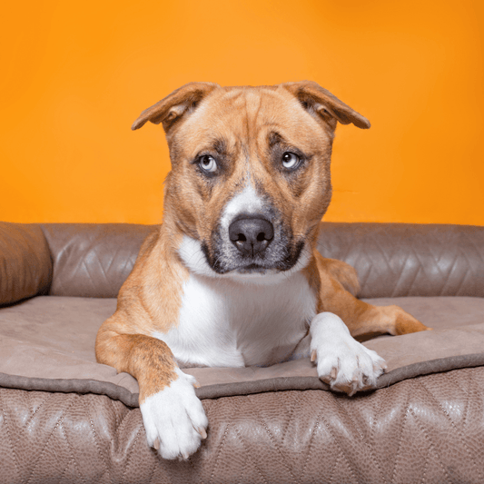 Anxious mixed breed dog sitting on a brown leather dog bed