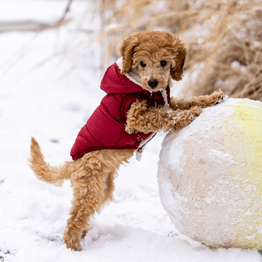 Maltipoo dog in a winter jacket with paws up on a ball, playing outside in the snow.