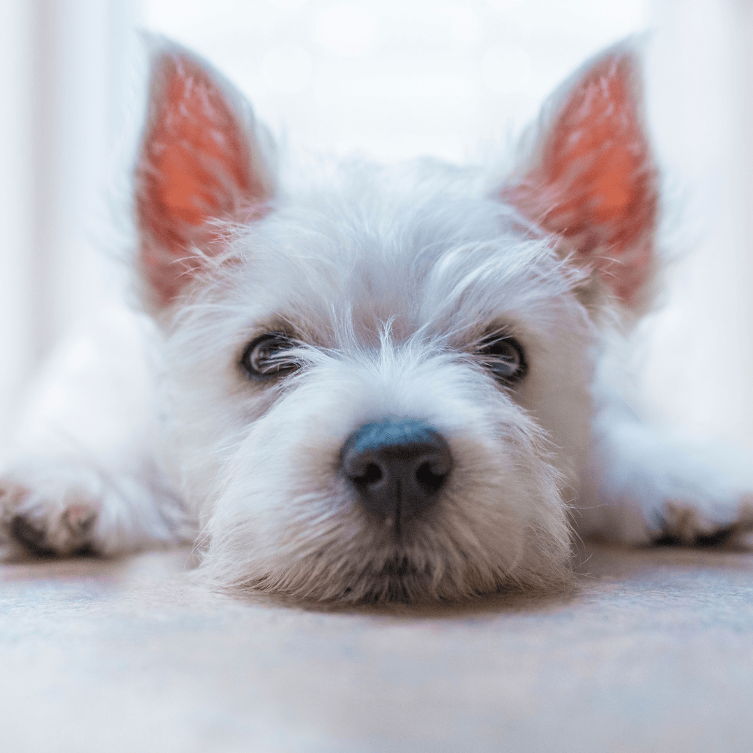 West Highland Terrier laying down with head on the floor looking worried