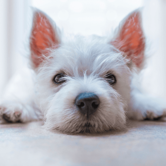 West Highland Terrier laying down with head on the floor looking worried