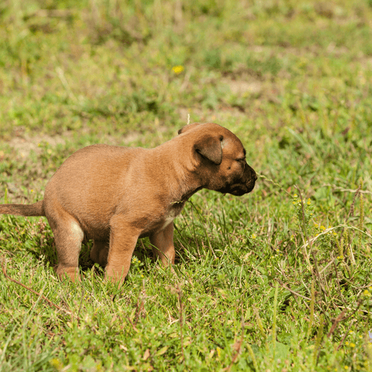Puppy taking a poop on the grass during a walk outdoors.