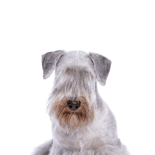 Silver Chesky Terrier dog with a shiny coat, sitting proudly
