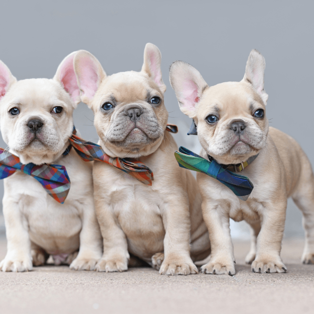 Three adorable cream French Bulldog puppies sitting together, each wearing a stylish bowtie.